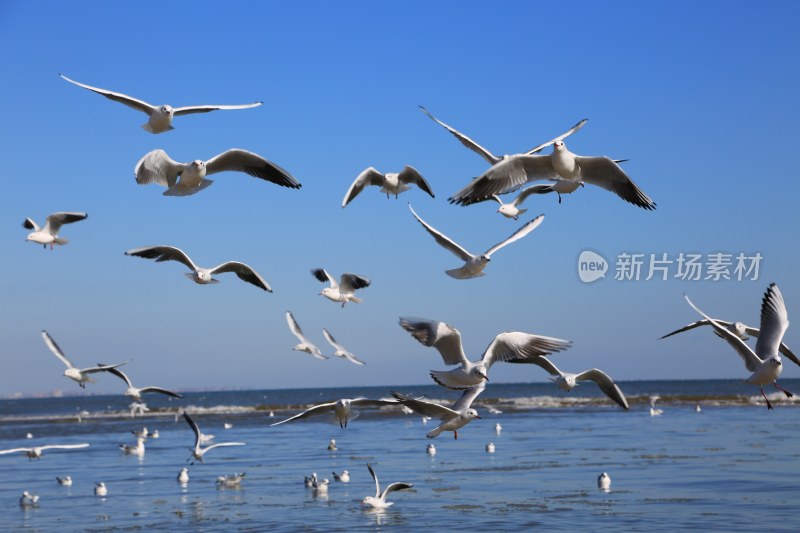 海面上飞翔的成群海鸥