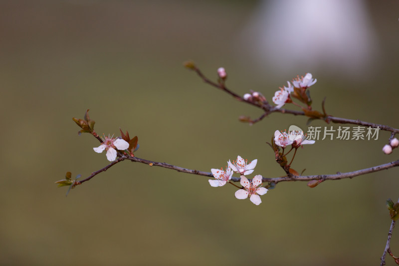 杭州钱塘江畔绽放的粉色李花特写