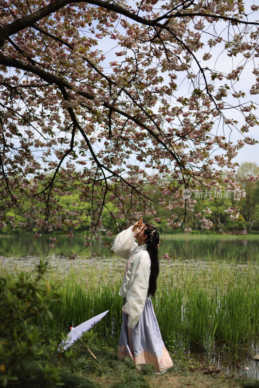 杭州西湖风景区乌龟潭的晚樱和穿汉服的女人