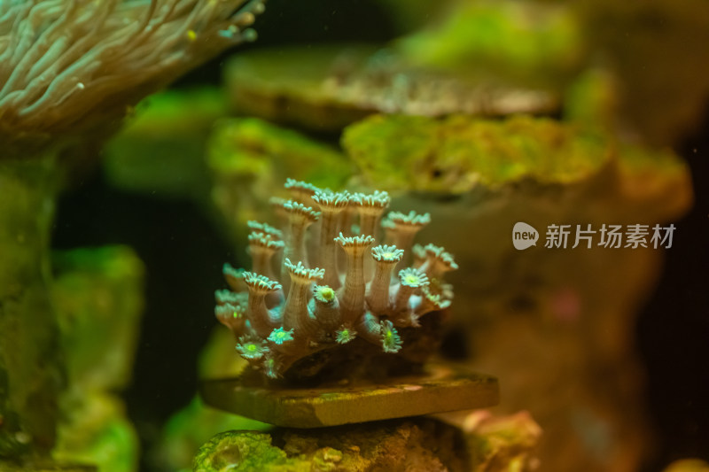 海缸水生物