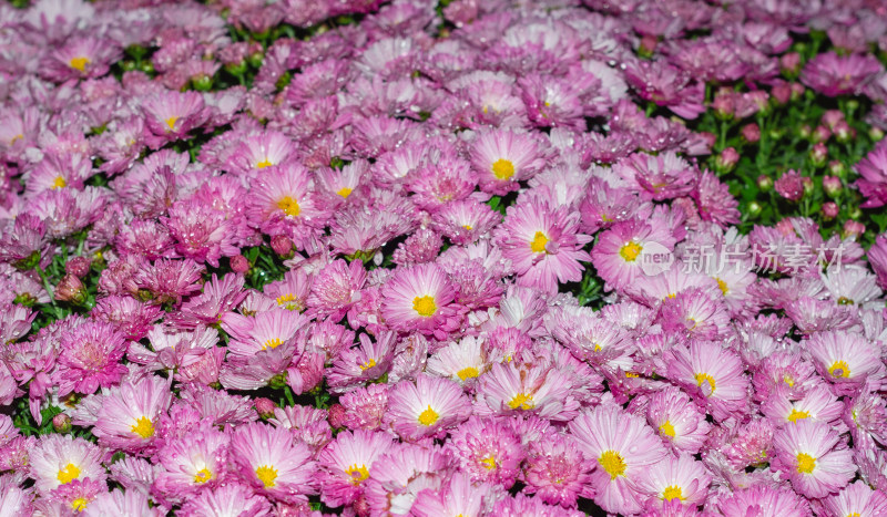 粉色菊花花海景观全景