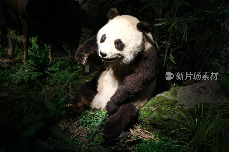 熊猫标本坐在绿植中的场景