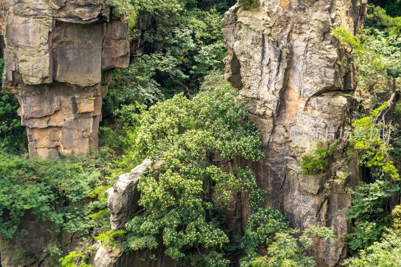 中国湖南张家界景区奇特山峰与茂密森林