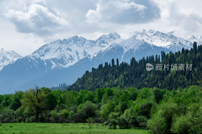 新疆伊犁恰西雪山森林草原风光