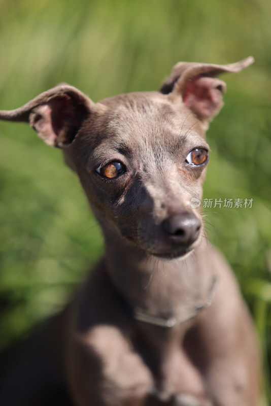 意大利小灵缇犬头部特写