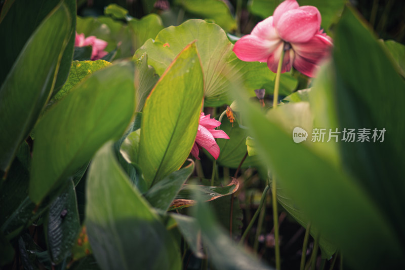 夏天雨后的荷花挂满水珠