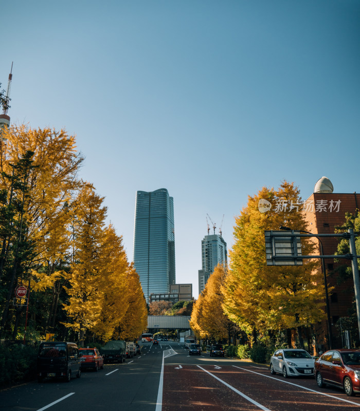 秋日城市街道高楼景观