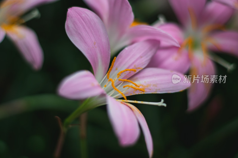 水仙花特写镜头