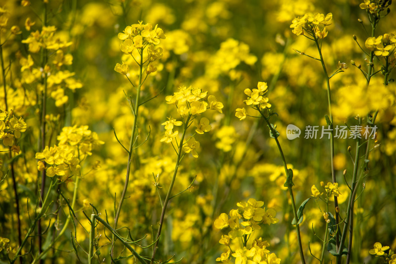 春天野外金灿灿的油菜花田金黄色花海