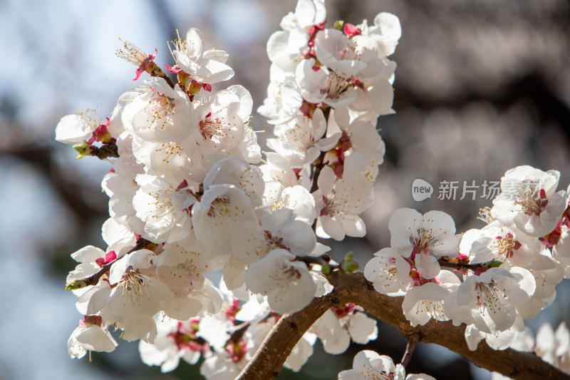 春天白色杏花枝头绽放