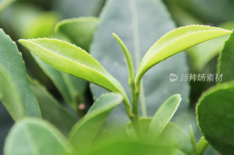 茶叶绿茶茶树