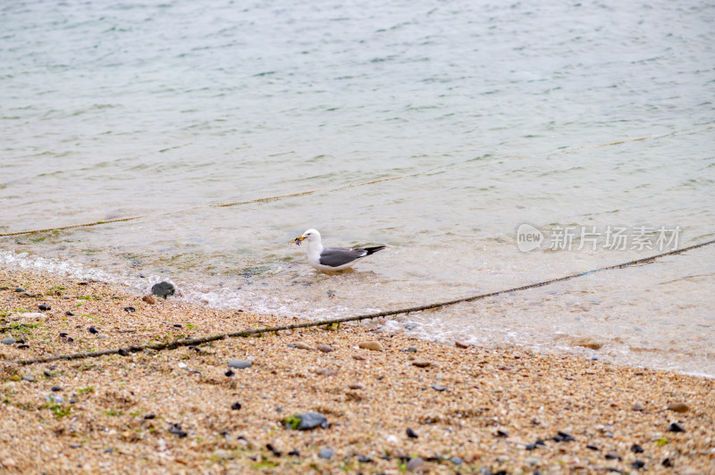 海滩边的海鸥