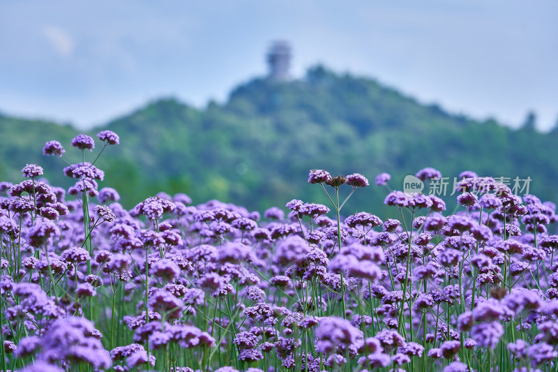 江西景德镇高岭村花海