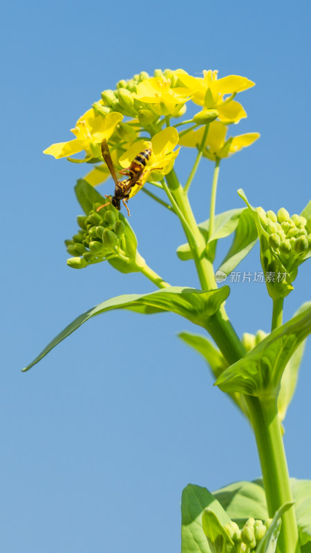 一只蜜蜂停留在花上