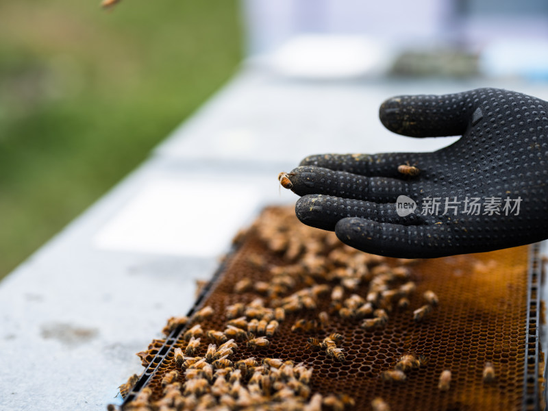 新西兰麦卢卡Manuka蜂蜜 养蜂人手上的蜜蜂