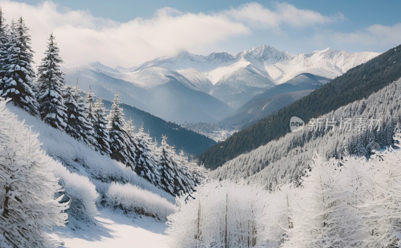 冬季森林白雪覆盖风景