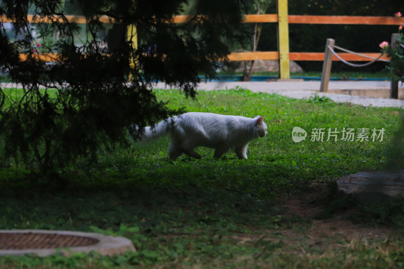 陶然亭随拍——可爱小野猫