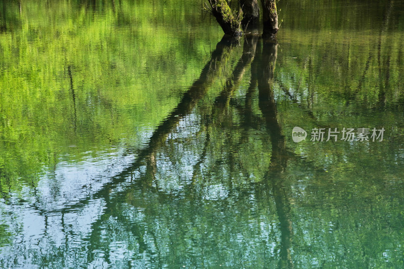 河中的树林