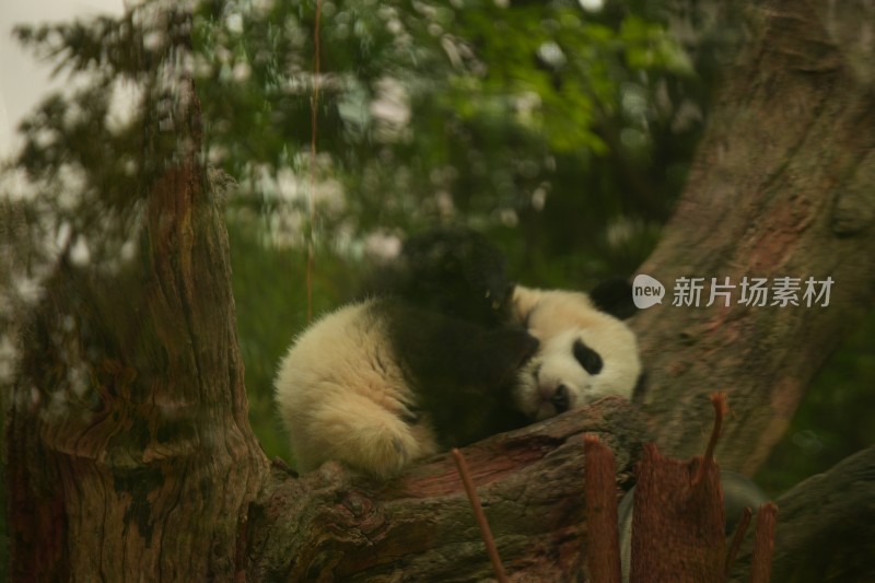 大熊猫幼崽在挂树上睡觉的可爱模样