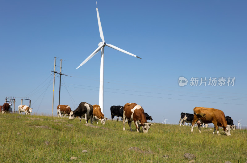 中国河北省张北县草原上放牧的牛群