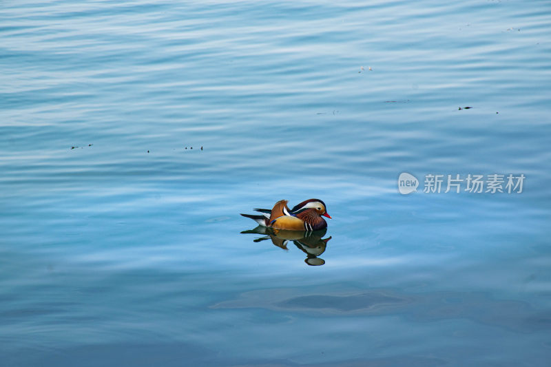 水面上独自游弋的鸳鸯