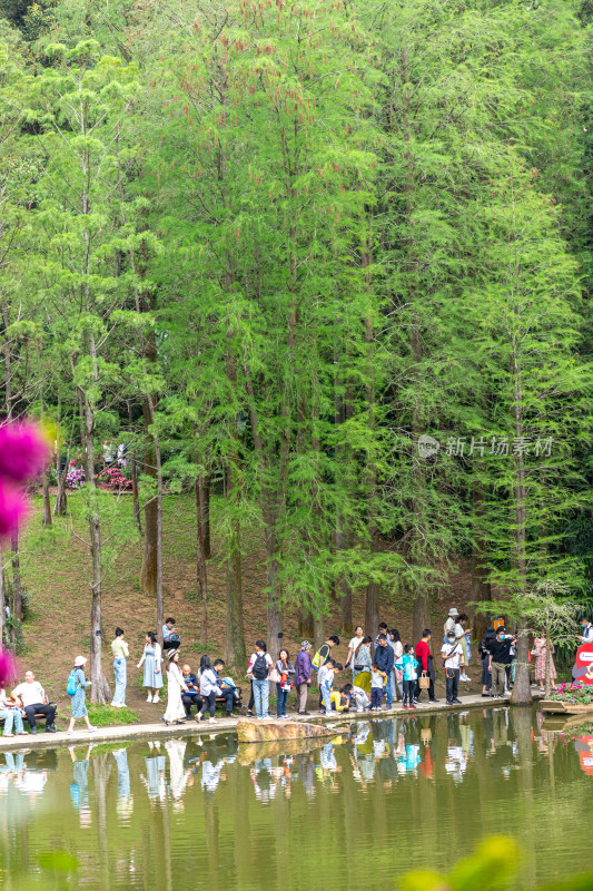 深圳仙湖植物园花展