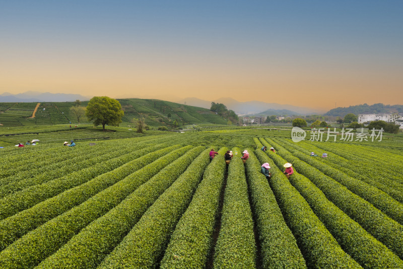 春天杭州西湖龙井茶园龙坞茶园