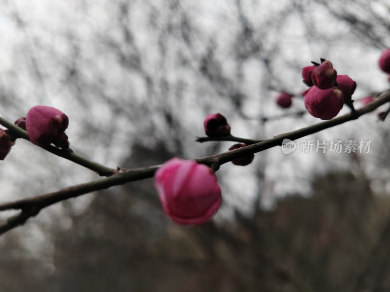 枝头含苞待放的粉色梅花特写