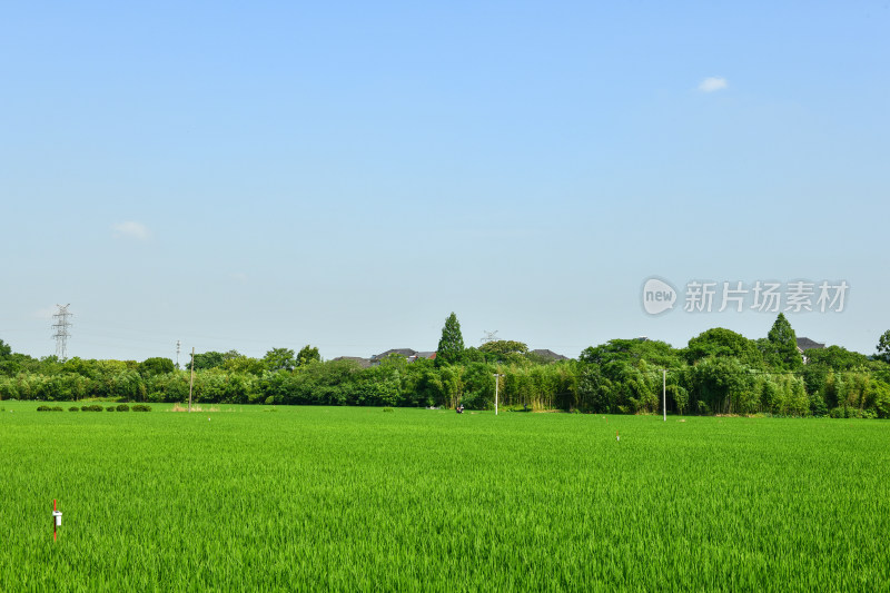 蓝天下的绿色稻田