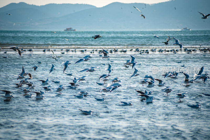 青岛海边的海鸥风光