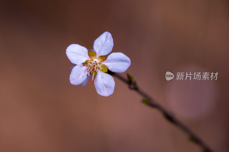 夏日里的花草