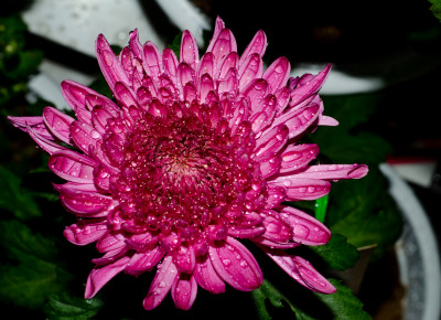 带水珠的紫红色菊花特写