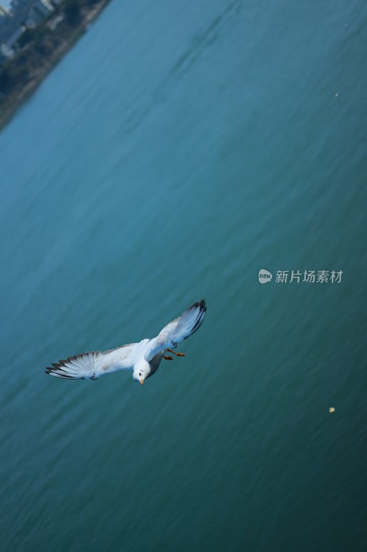 飞翔的海鸥场景