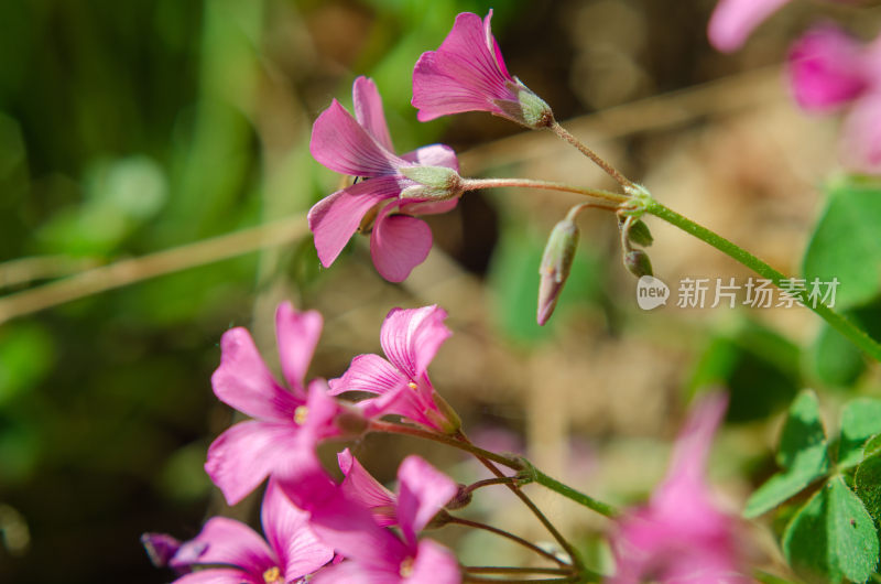 特写粉色小花植物