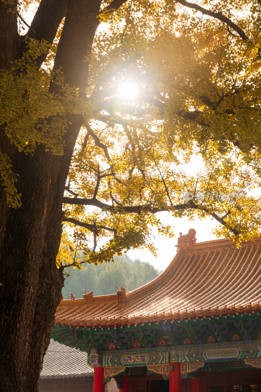 山东济南淌豆寺秋天黄色千年银杏树叶美景