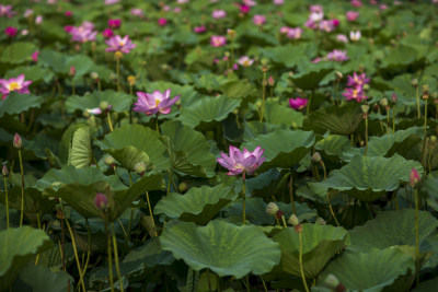 夏季公园荷塘荷叶丛中荷花特写