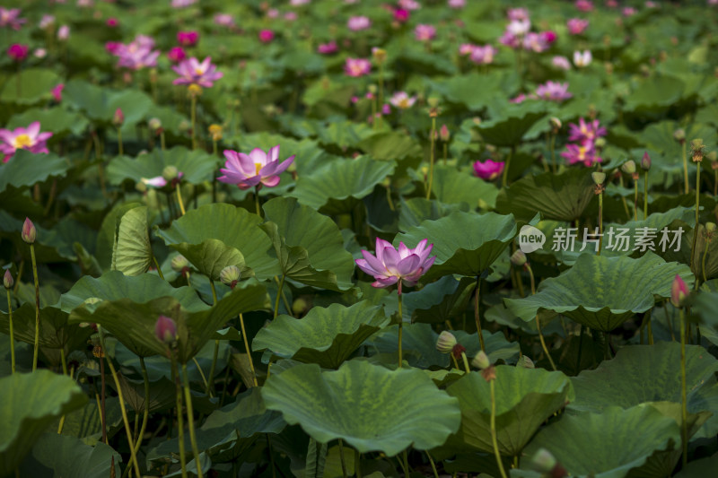 夏季公园荷塘荷叶丛中荷花特写