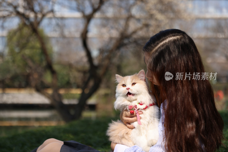 一个美女与宠物英国长毛猫的温馨互动