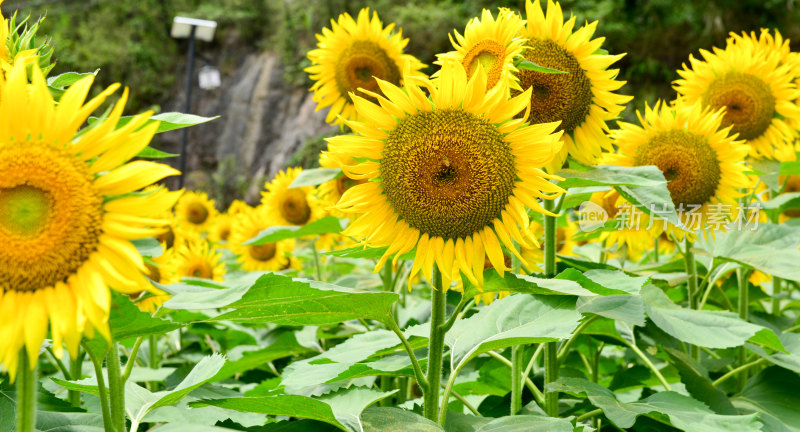 美丽田野田园太阳花葵花花朵向日葵