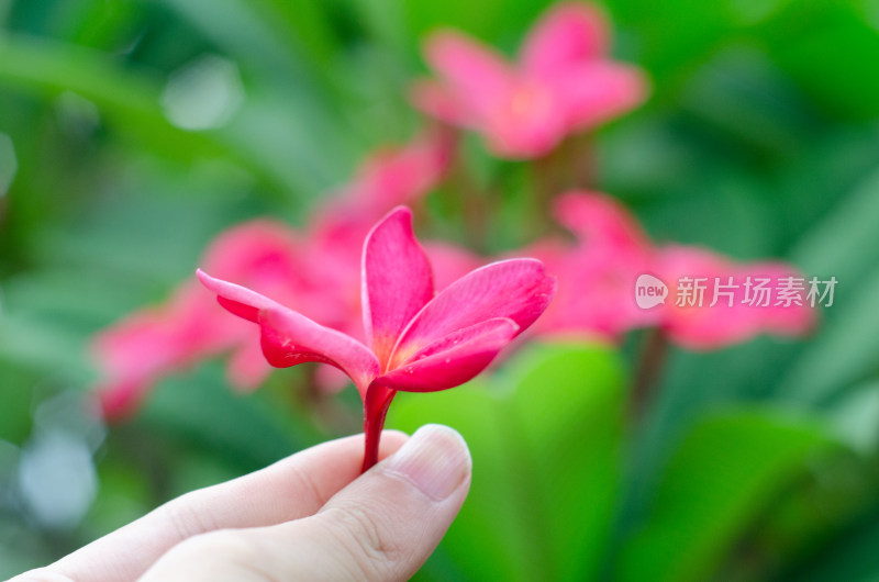 手中一朵雨中盛开的红鸡蛋花