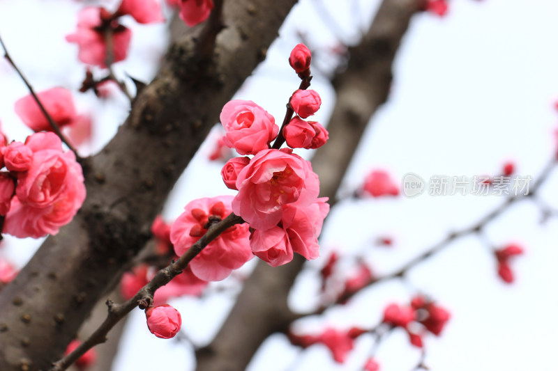 初春绽放的粉红色梅花