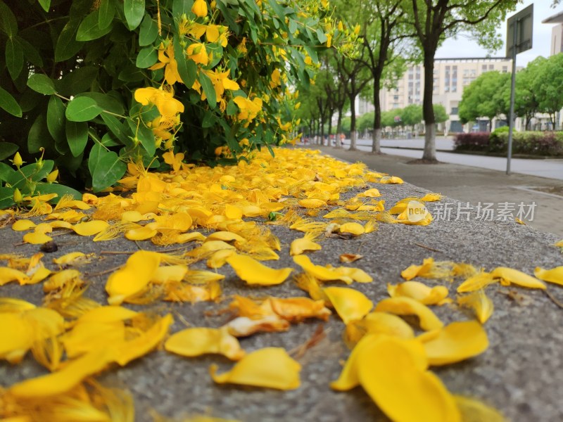 路边散落的黄色花瓣