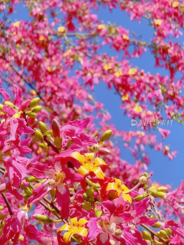 粉色美丽异木棉花朵和蓝色天空