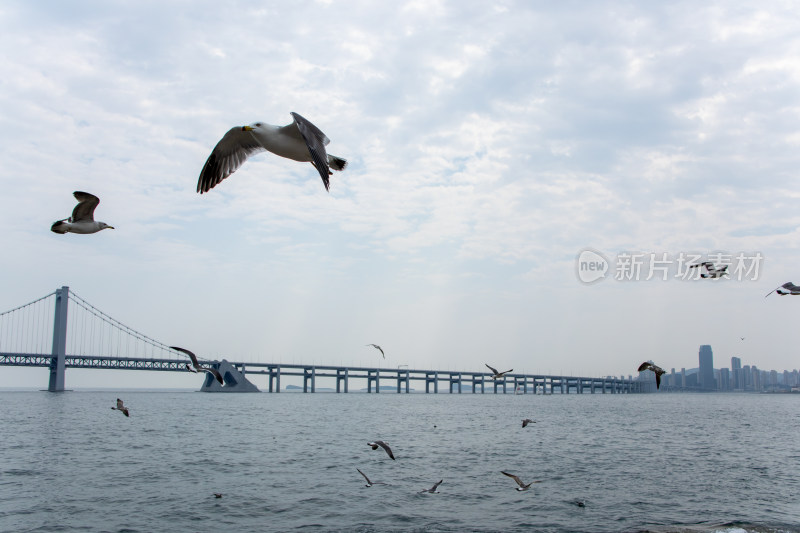 辽宁大连星海湾跨海大桥海鸥飞舞