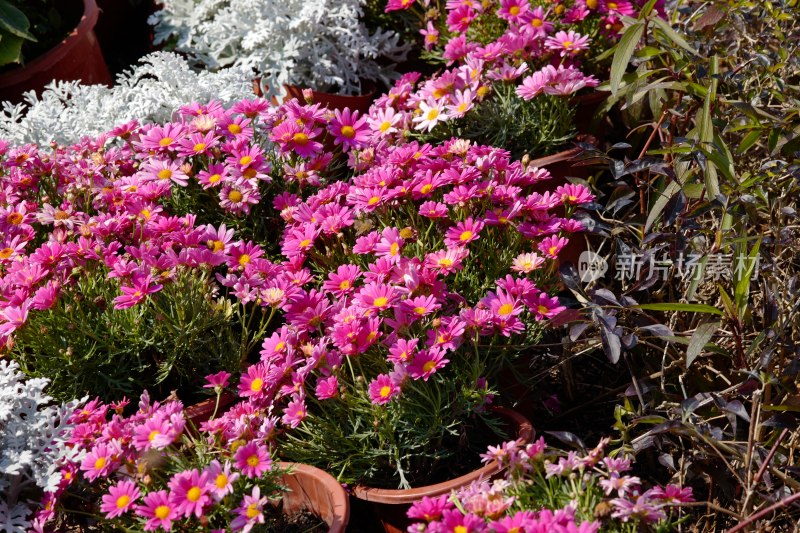 厦门园博苑郁金香花展上的木茼蒿花