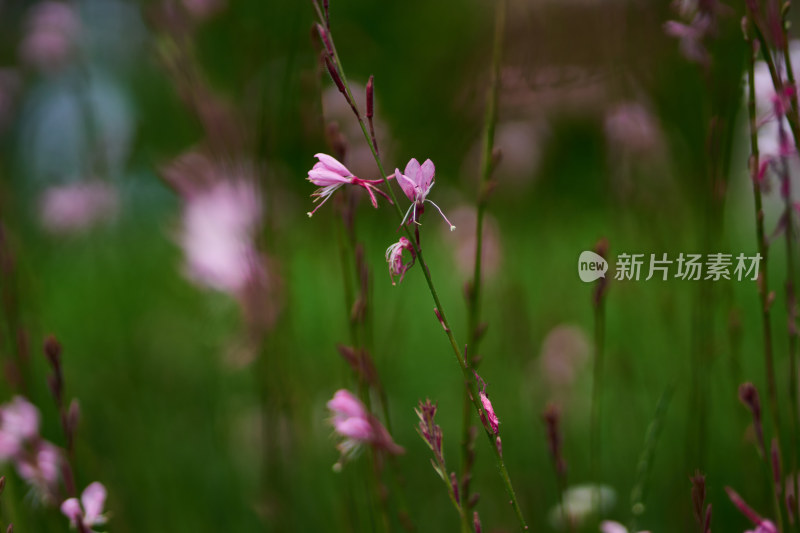 五彩斑斓的花卉