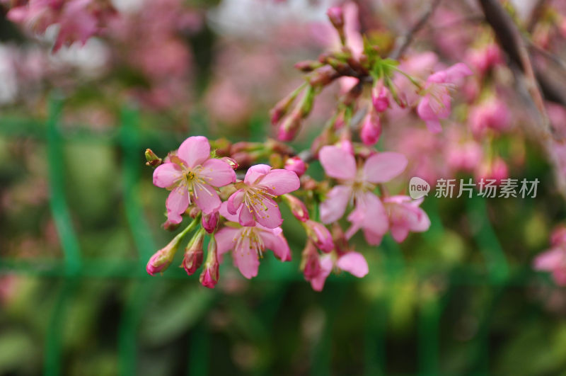 自然风景  美丽村庄