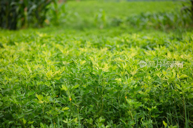 秋季的花生秧苗生长旺盛