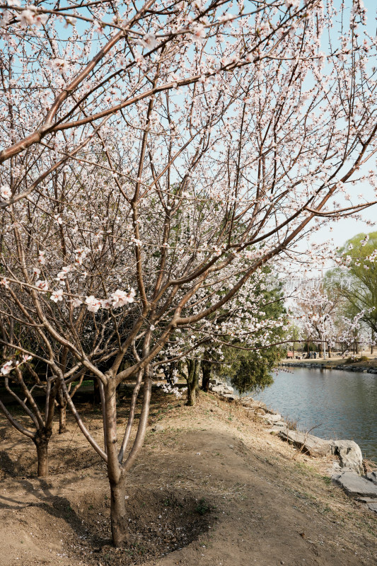 圆明园春天桃花桃树