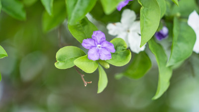 双色茉莉开花特写